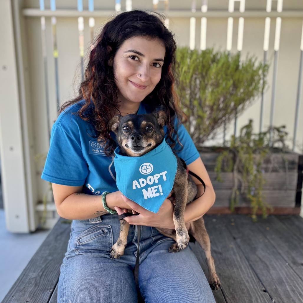Enlarge Tootsie Roll, a Adoptable Chihuahua in Pacific Grove, CA image 4/6