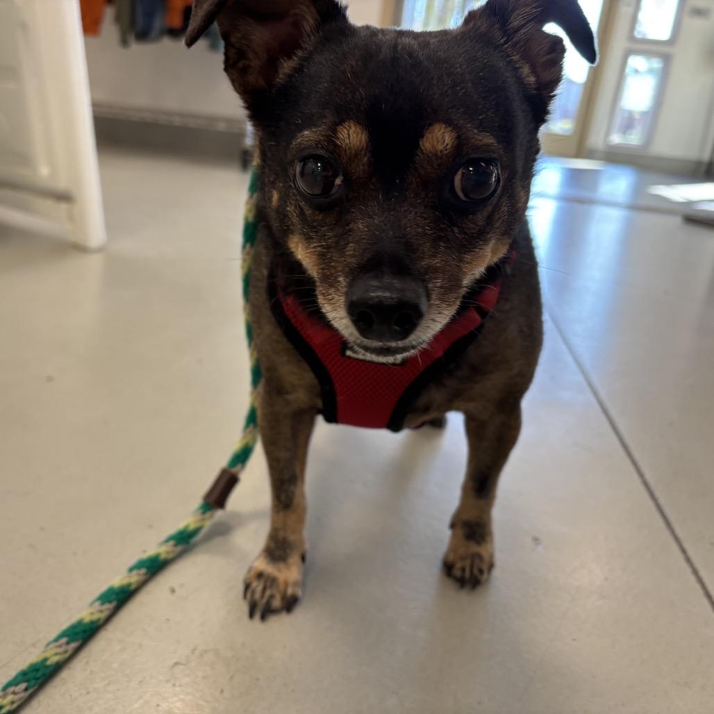 Enlarge Tootsie Roll, a Adoptable Chihuahua in Pacific Grove, CA image 5/6