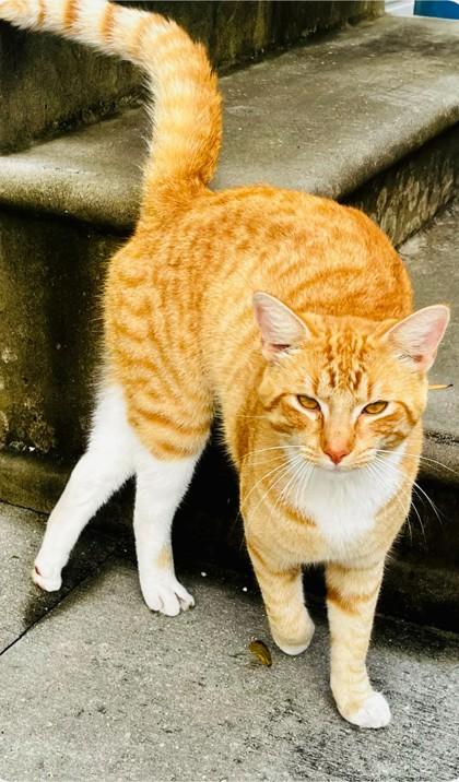 Enlarge OJ, a Adoptable mixed breed in Port Allen, LA image 1/1