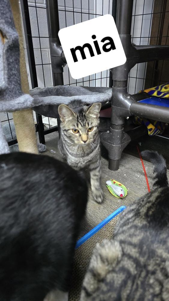 Mia, Adoptable, Adult Female Domestic Short Hair.