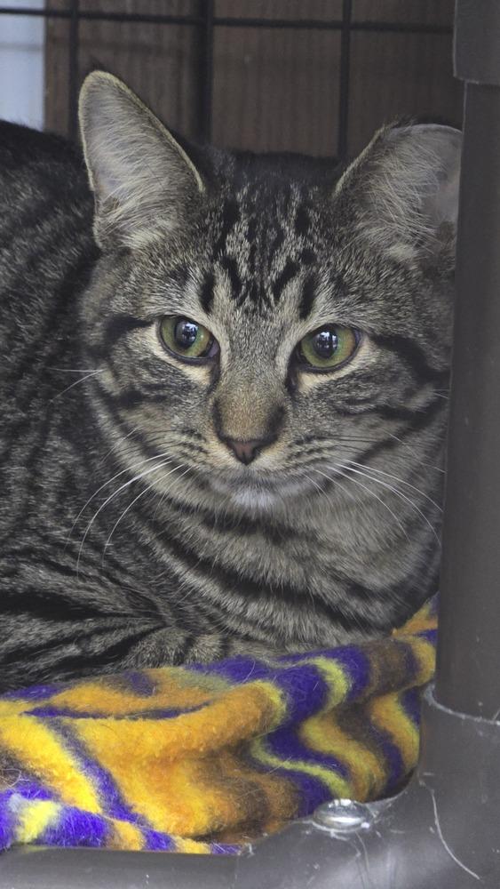 Enlarge Mia, a Adoptable mixed breed in Mishawaka, IN image 2/3