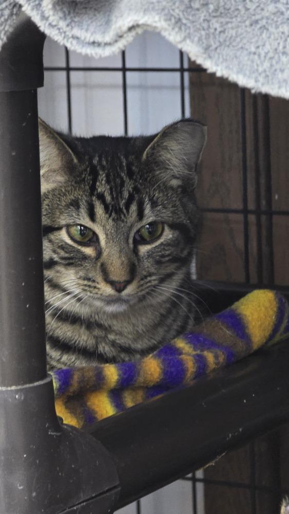 Enlarge Mia, a Adoptable mixed breed in Mishawaka, IN image 3/3