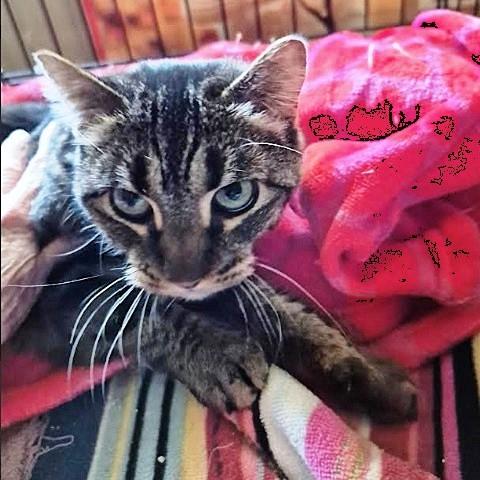 Dharma, an adopted Tabby in Salt Lake City, UT image 2/2