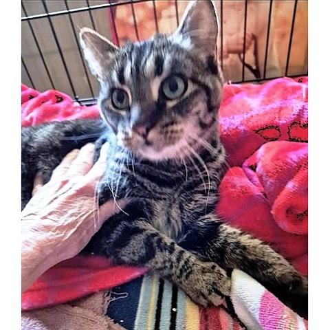 Dharma, an adopted Tabby in Salt Lake City, UT image 1/2