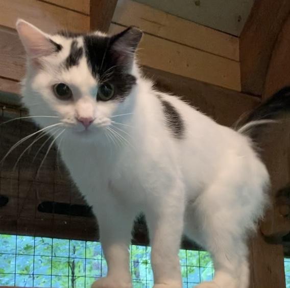 Enlarge MAIN, a Adoptable Domestic Medium Hair in Charlotte, NC image 5/5