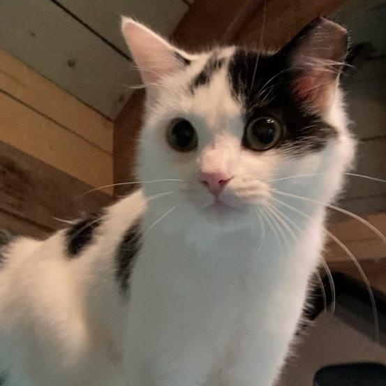 Enlarge MAIN, a Adoptable Domestic Medium Hair in Charlotte, NC image 3/5