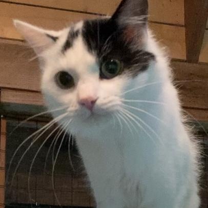 Enlarge MAIN, a Adoptable Domestic Medium Hair in Charlotte, NC image 4/5