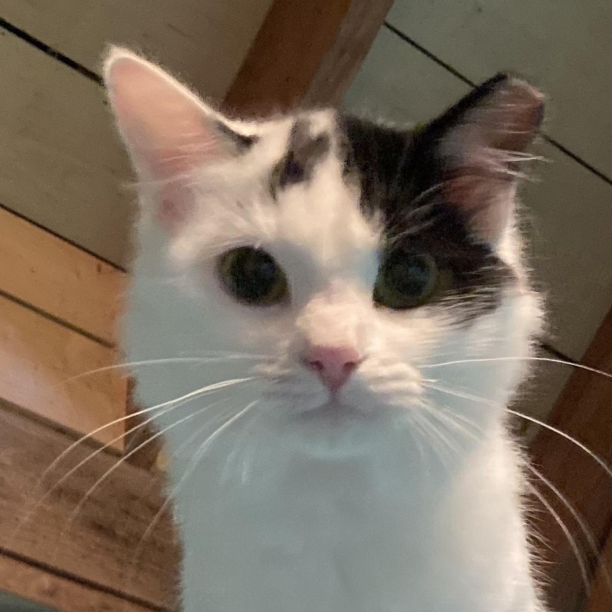 Enlarge MAIN, a Adoptable Domestic Medium Hair in Charlotte, NC image 1/5