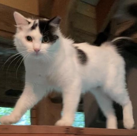 Enlarge MAIN, a Adoptable Domestic Medium Hair in Charlotte, NC image 2/5