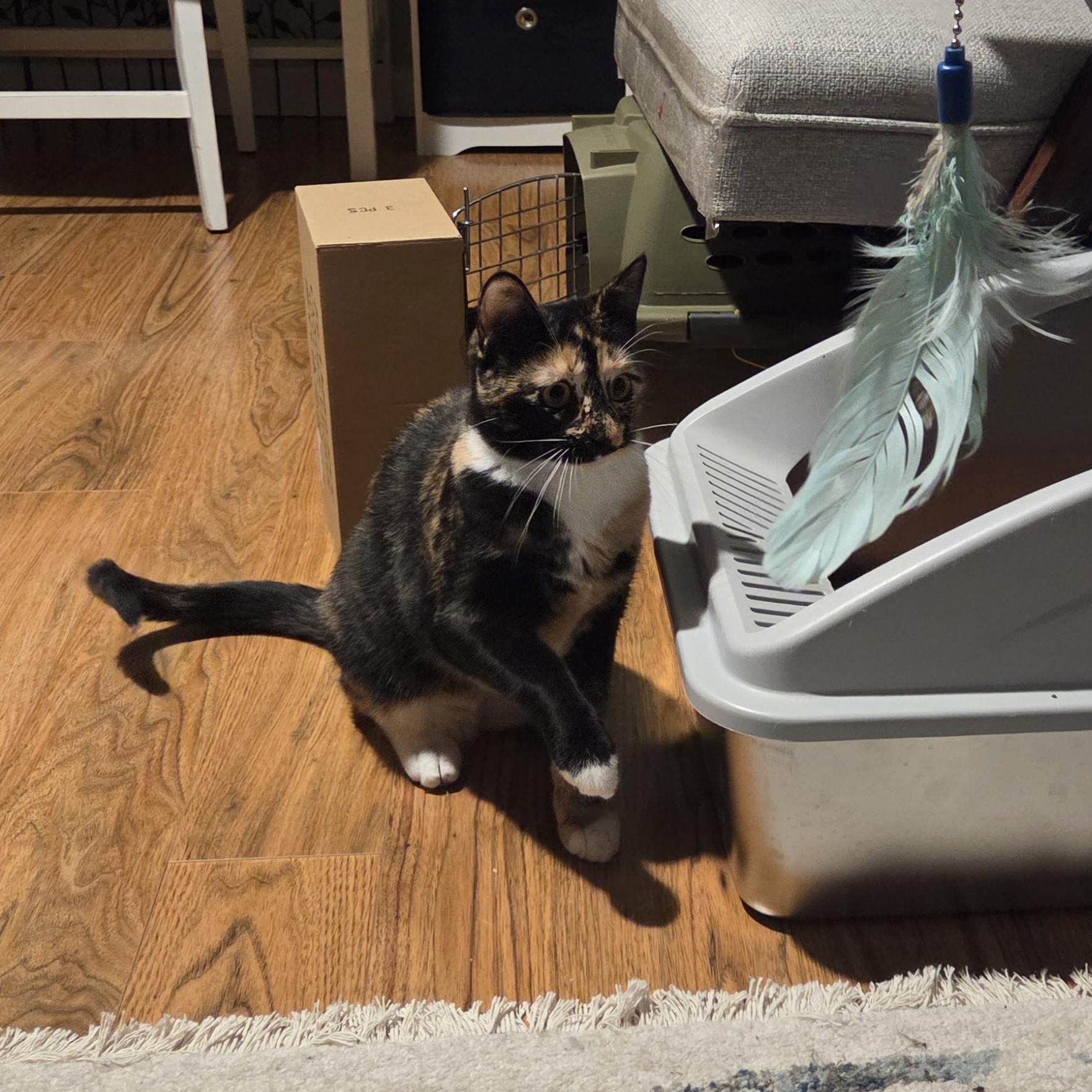 Enlarge Savvy, a Adoptable Tortoiseshell in Syracuse, NY image 4/4