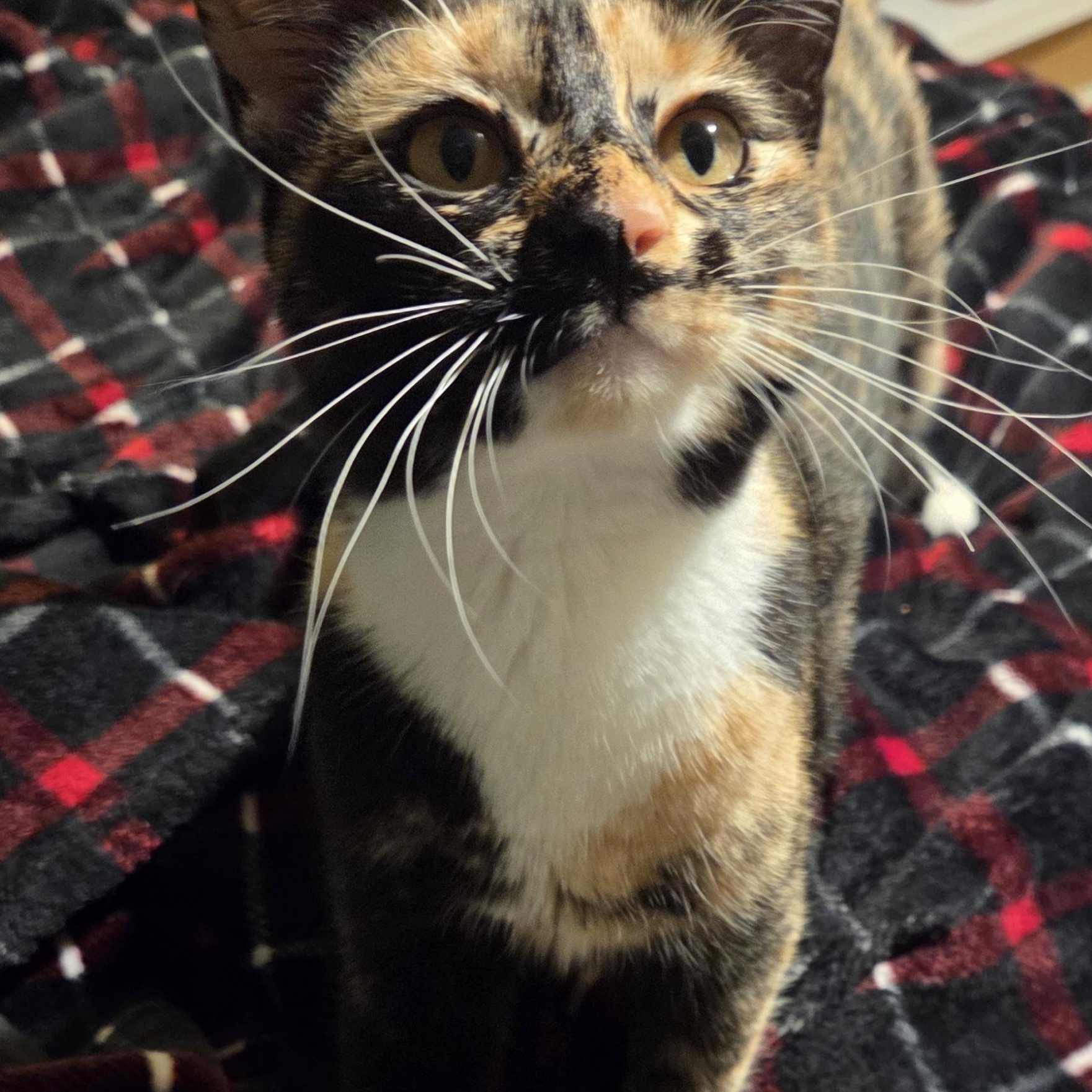 Enlarge Savvy, a Adoptable Tortoiseshell in Syracuse, NY image 3/4
