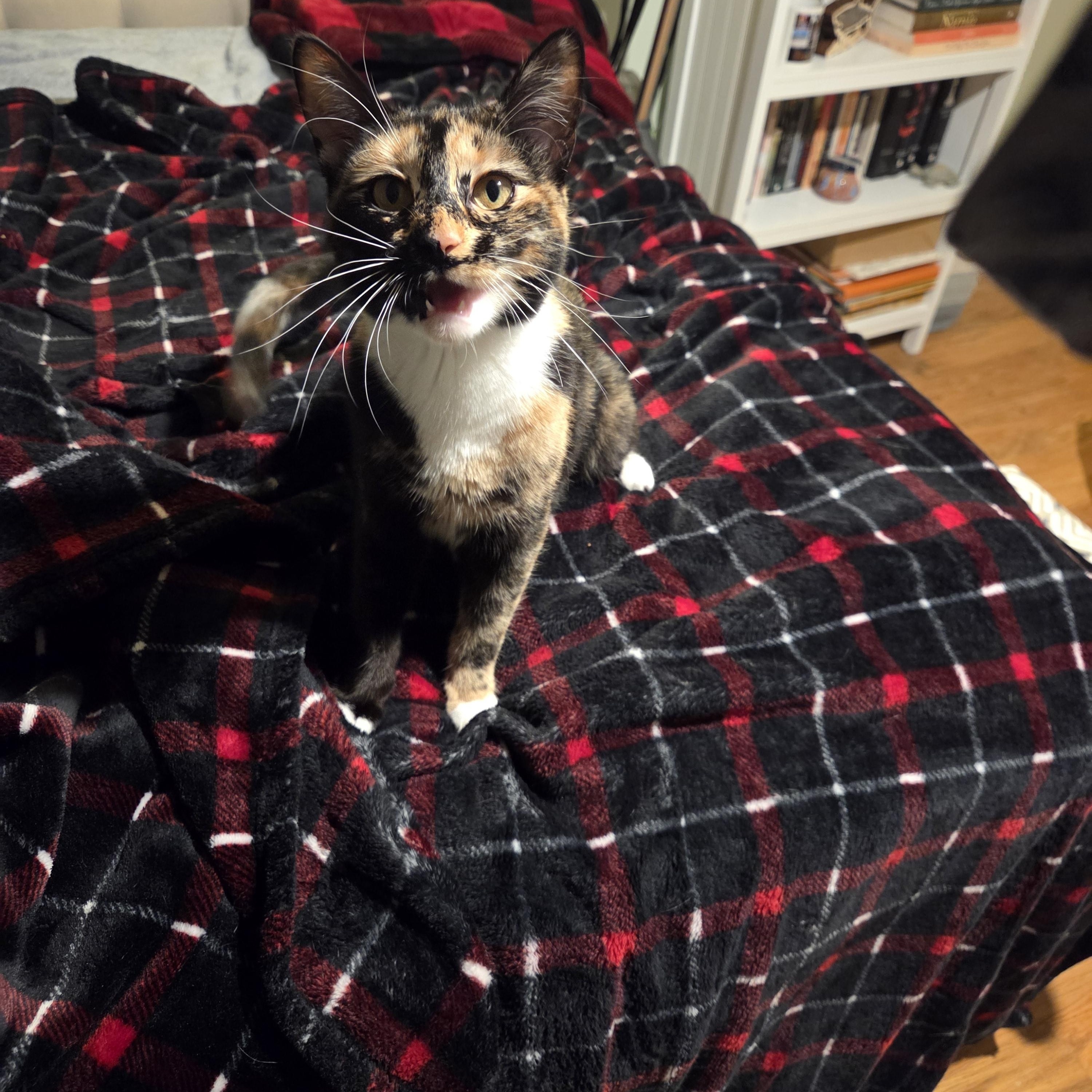 Enlarge Savvy, a Adoptable Tortoiseshell in Syracuse, NY image 2/4