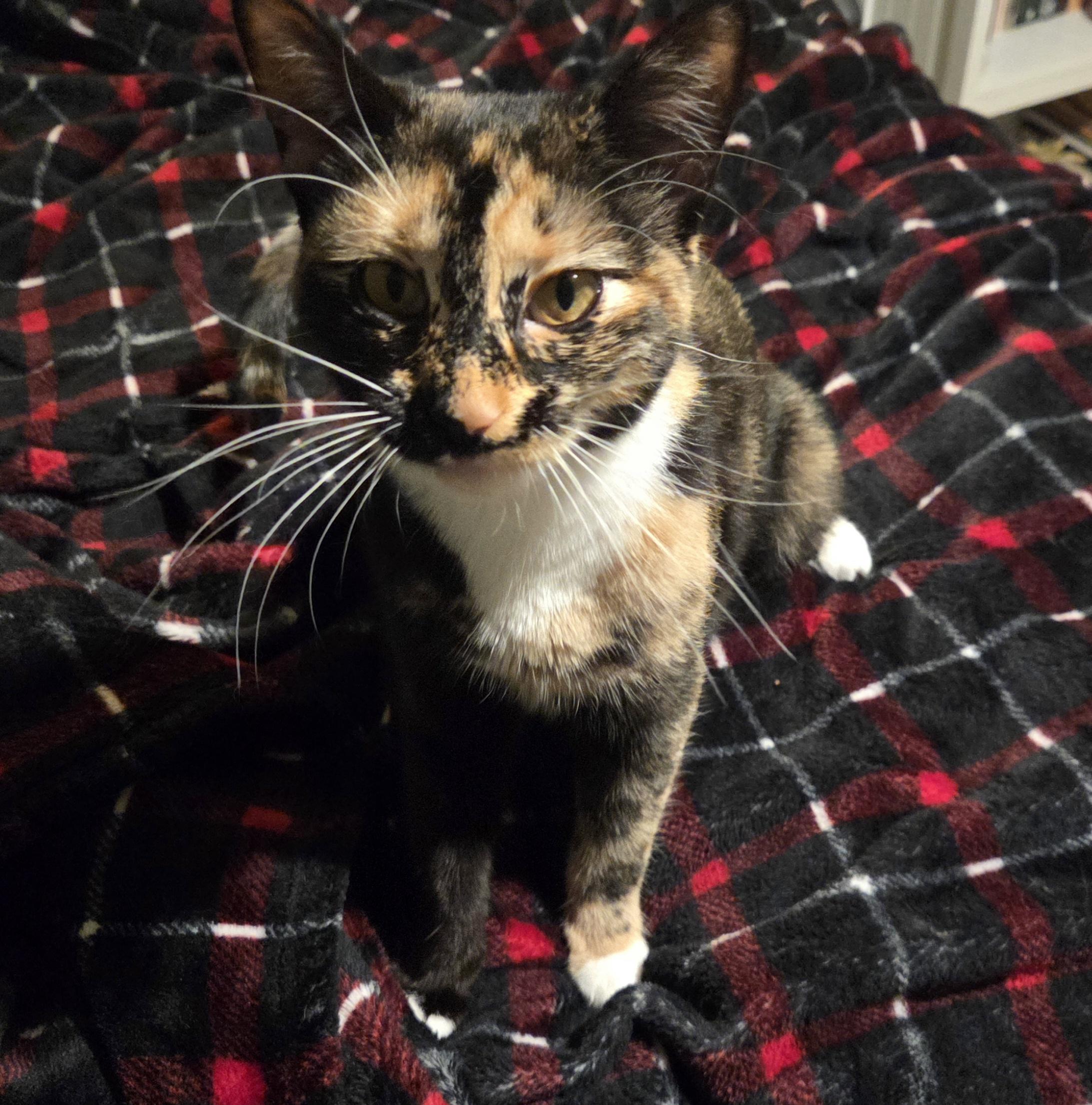 Enlarge Savvy, a Adoptable Tortoiseshell in Syracuse, NY image 1/4
