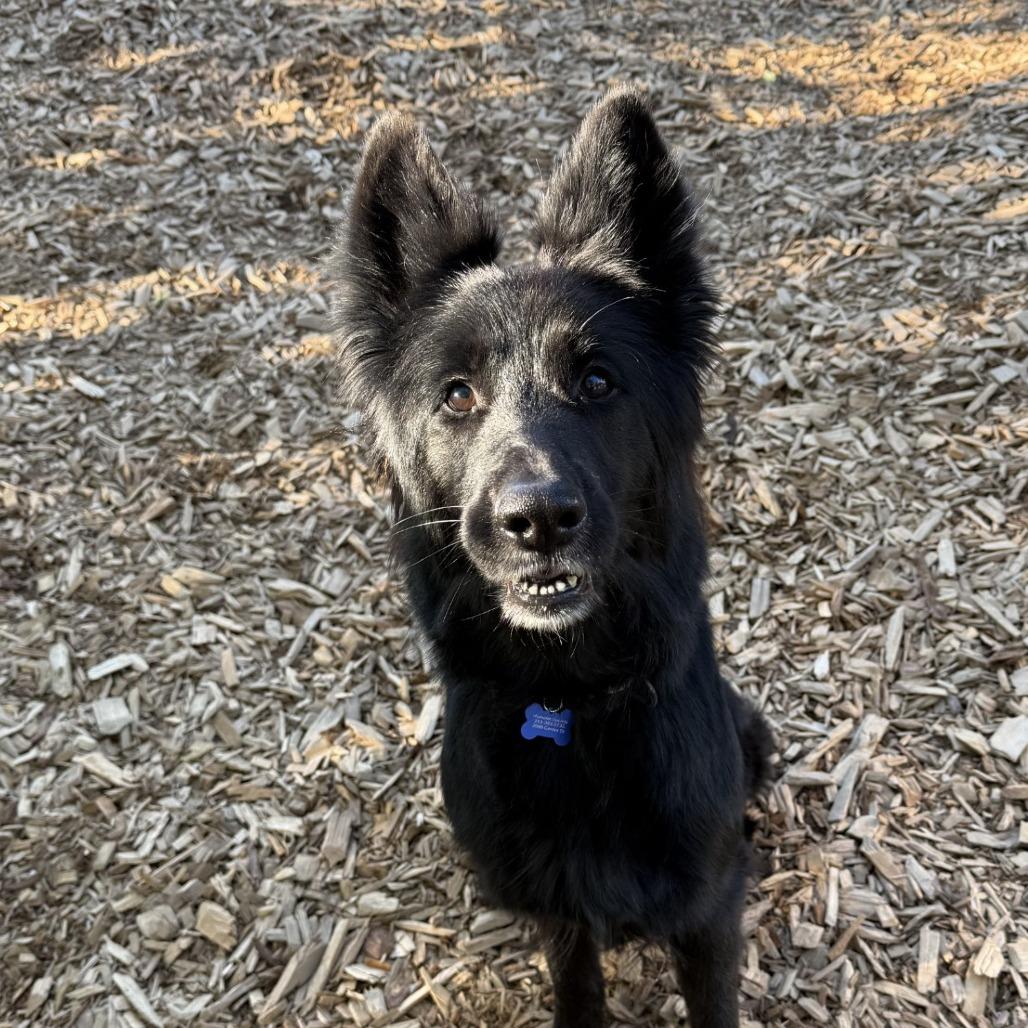 Enlarge Tilly, a Adoptable German Shepherd Dog in Tacoma, WA image 1/2