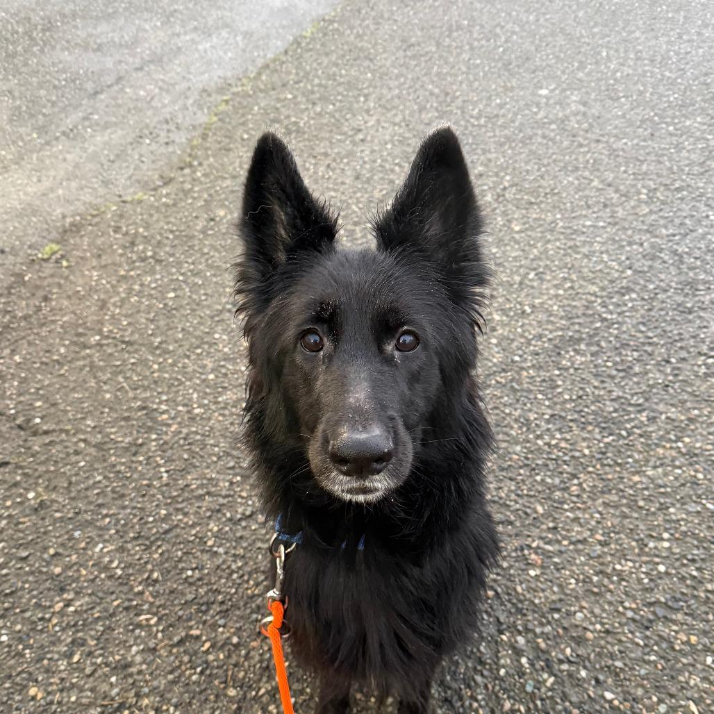 Enlarge Tilly, a Adoptable German Shepherd Dog in Tacoma, WA image 2/2