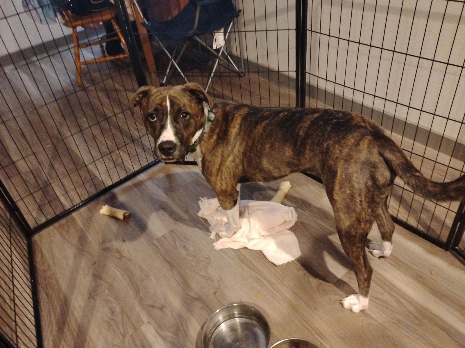 Buddy, Adoptable, Young Male Pit Bull Terrier.