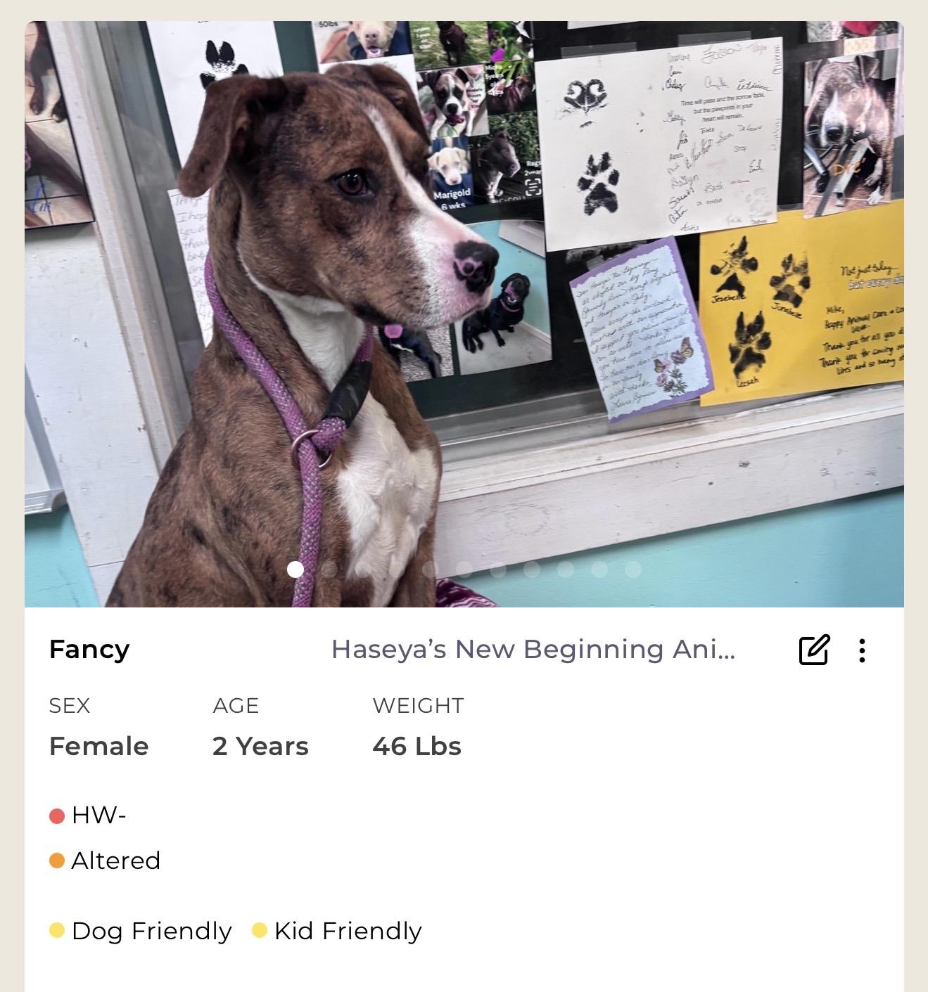 Fancy, ADOPTABLE, Adult Female Mixed Breed.
