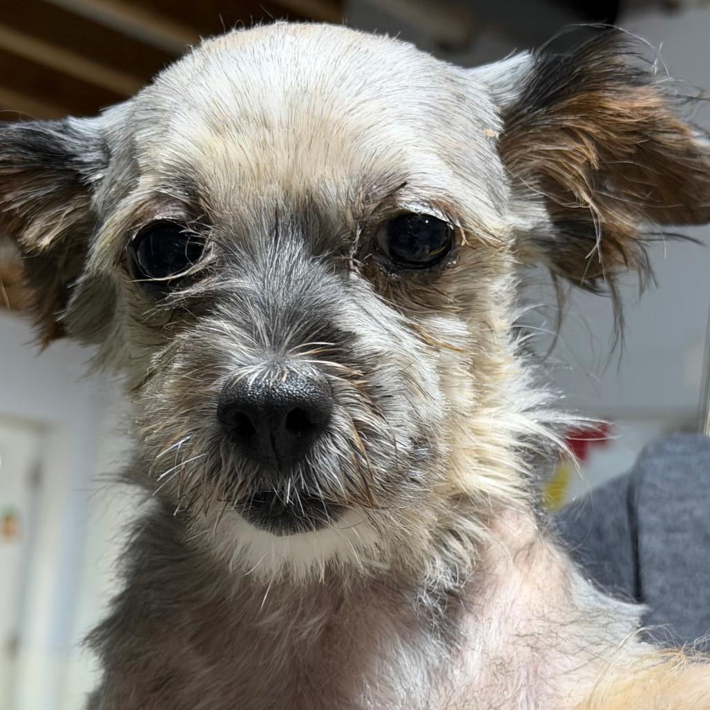 Chrissy, a Adoptable Yorkshire Terrier in West Chester, PA image 1/2