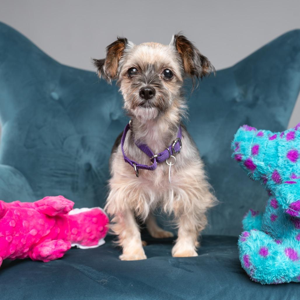 Enlarge Chrissy, a Adoptable Yorkshire Terrier in West Chester, PA image 2/6