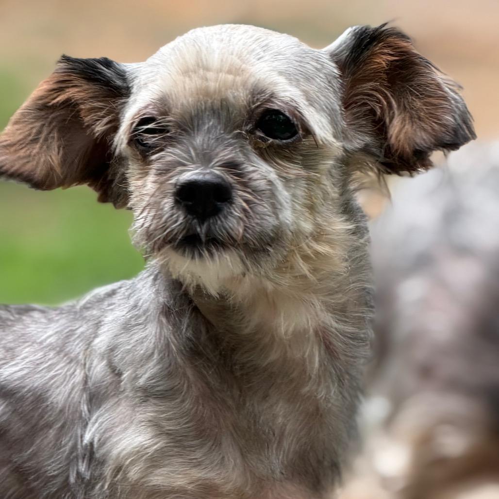 Chrissy, a Adoptable Yorkshire Terrier in West Chester, PA image 2/2