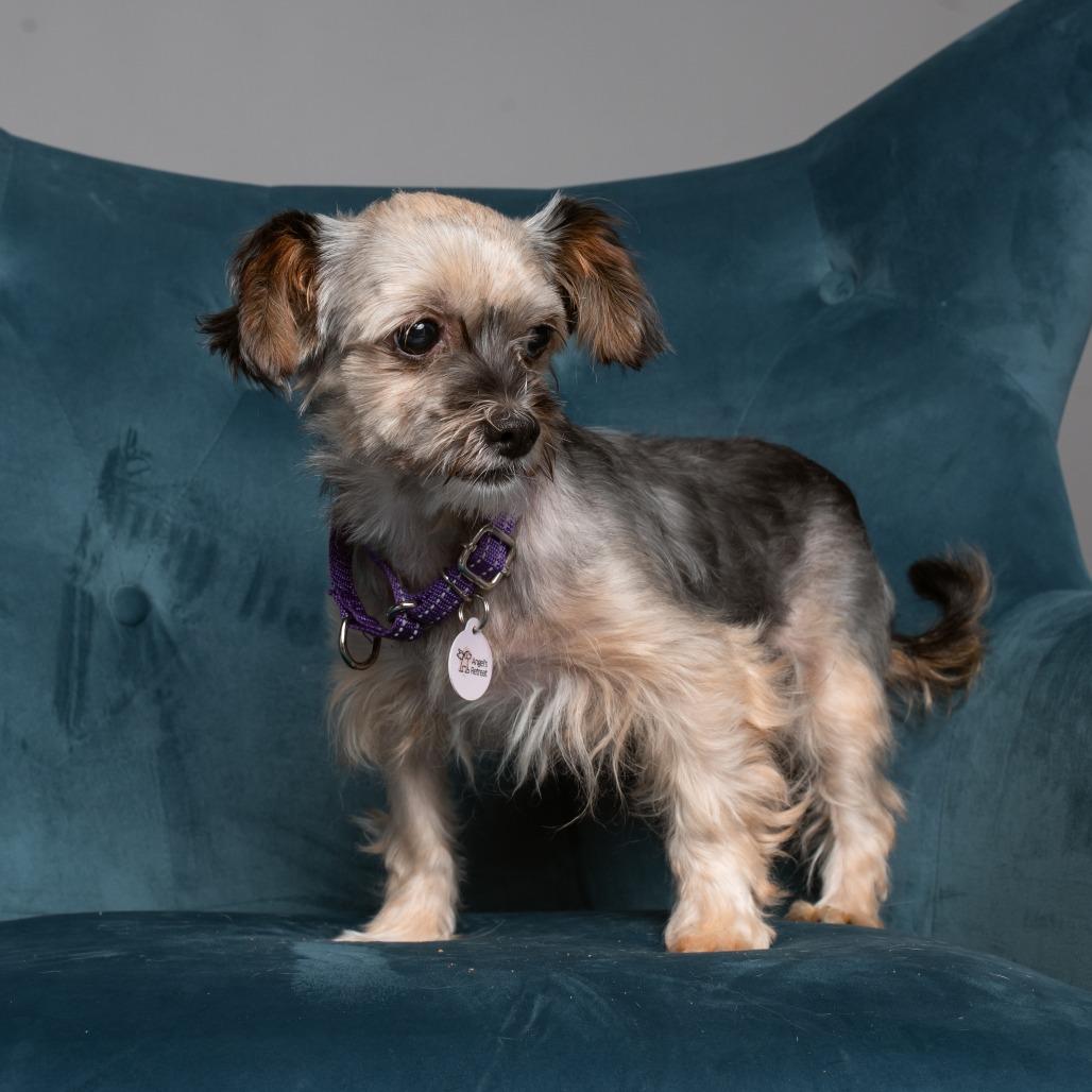 Enlarge Chrissy, a Adoptable Yorkshire Terrier in West Chester, PA image 4/6