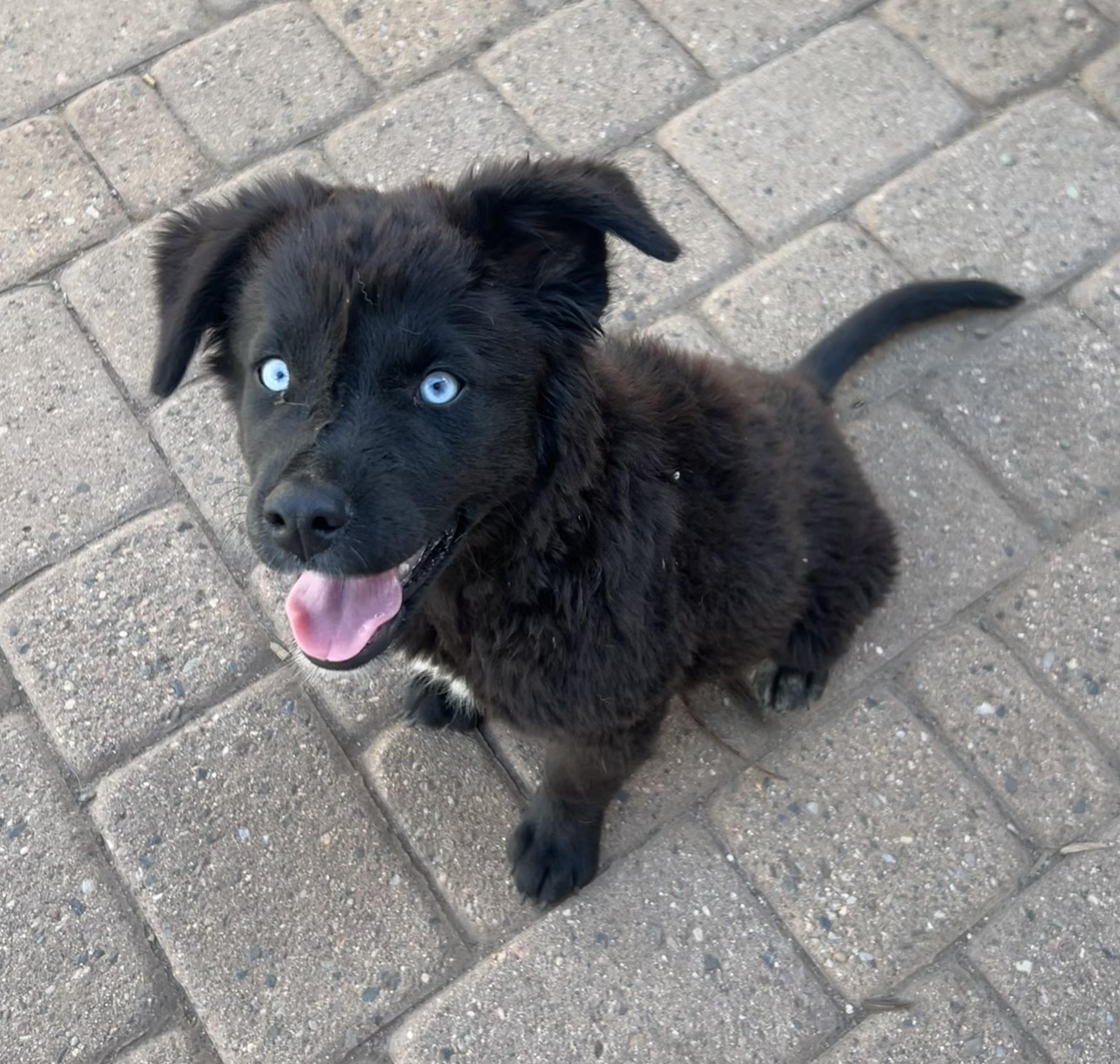 Lapis, ADOPTABLE, Puppy Female Australian Cattle Dog / Blue Heeler.
