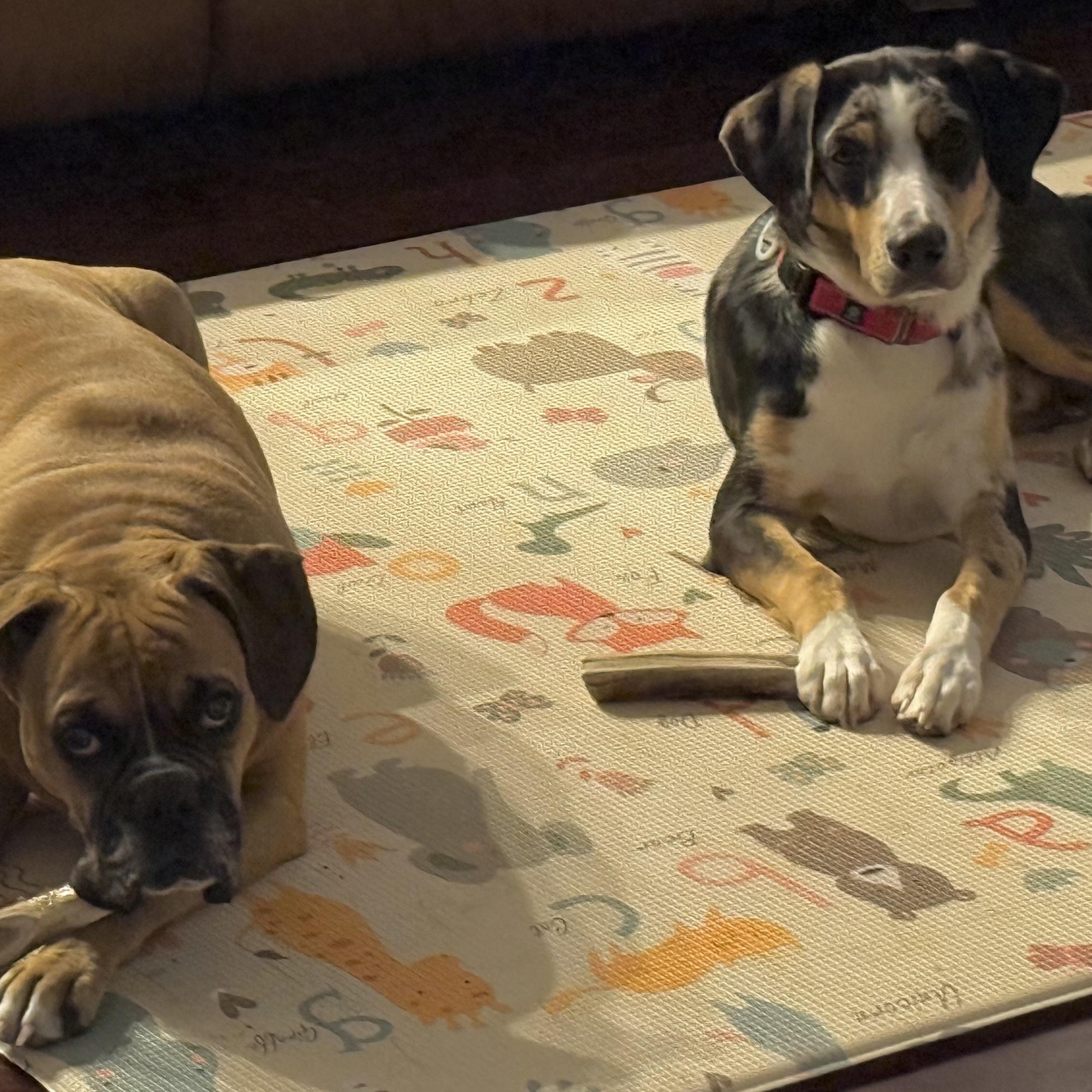 PATCH (Gentle with kids, Never meets a stranger, Loves Belly Rubs, Sweet, Loving) — thumbnail 5