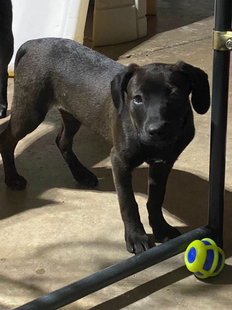 Ripley (Rip), a Adopted mixed breed in Lubbock, TX image 1/3