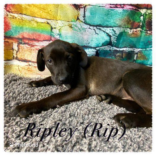 Ripley (Rip), a Adopted mixed breed in Lubbock, TX image 2/3