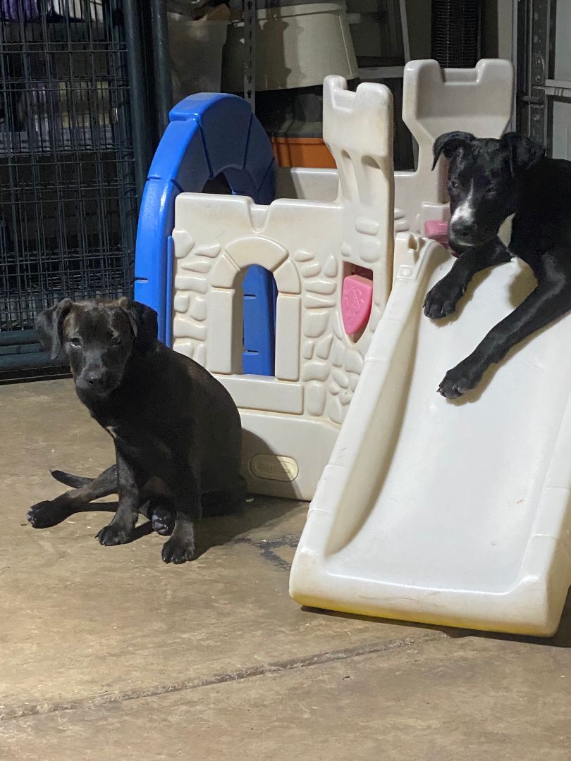 Ripley (Rip), a Adopted mixed breed in Lubbock, TX image 3/3