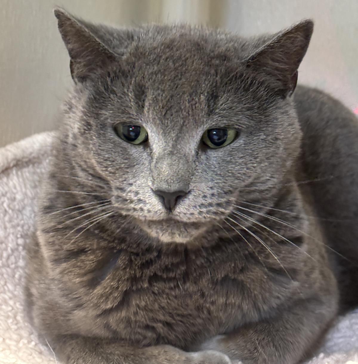 Chandler, Adoptable, Adult Female Domestic Short Hair.