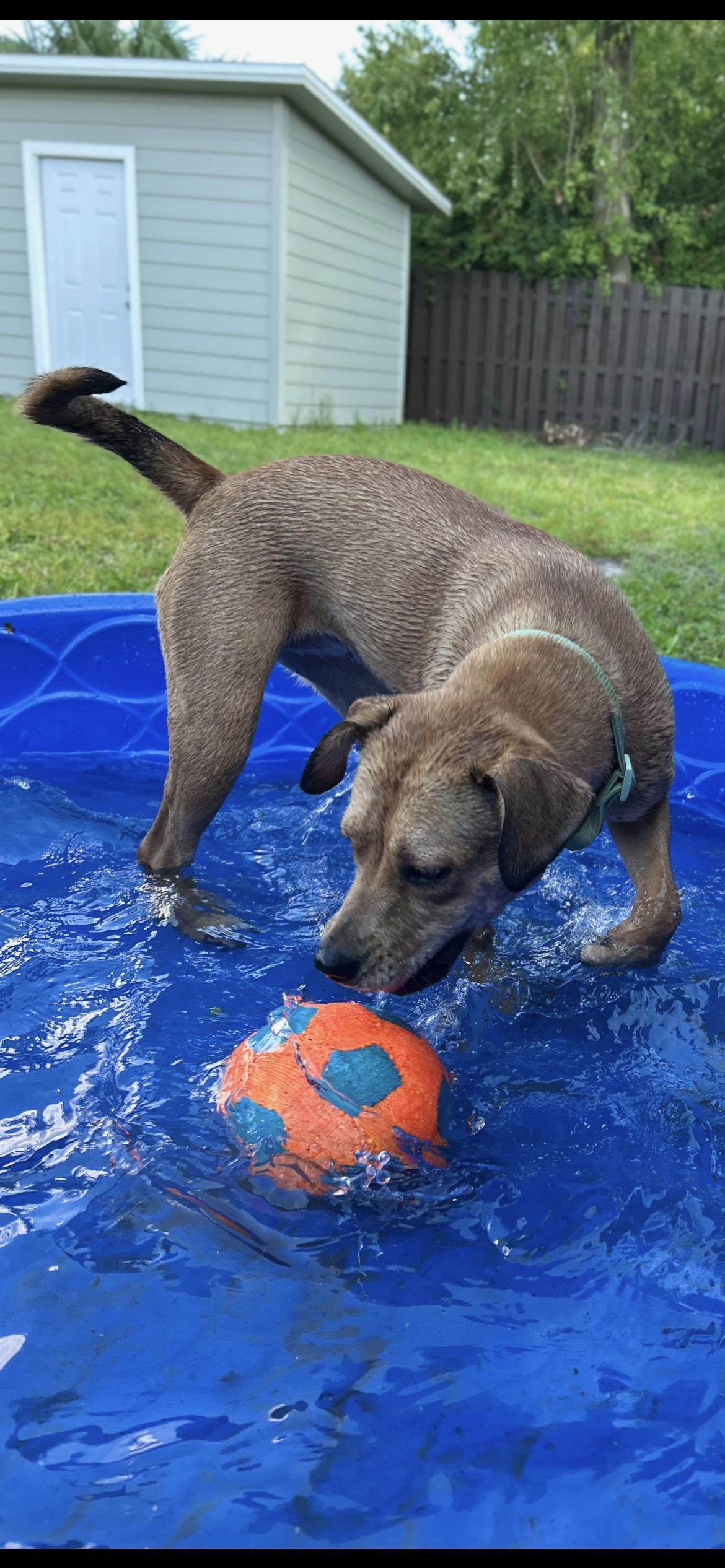 Kona