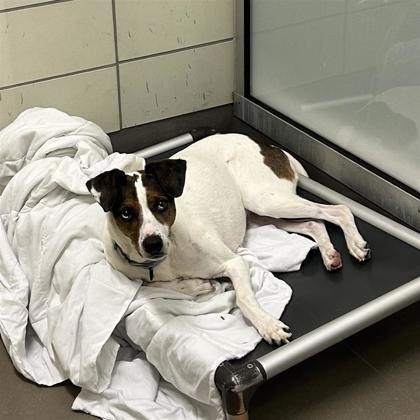 Maya, Adoptable, Senior Female Catahoula Leopard Dog & Mixed Breed.