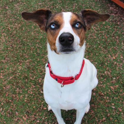 Maya, Adoptable, Senior Female Catahoula Leopard Dog & Mixed Breed.