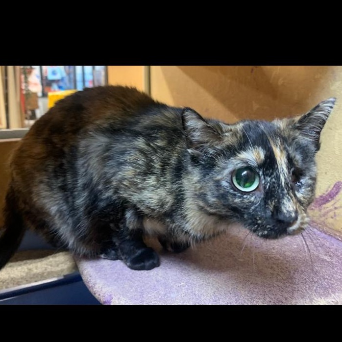 Callie, an adoptable Tortoiseshell Mix in Morganton, NC_image-1