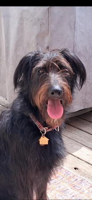 Enlarge koko, a Adoptable mixed breed in Newaygo, MI image 1/1