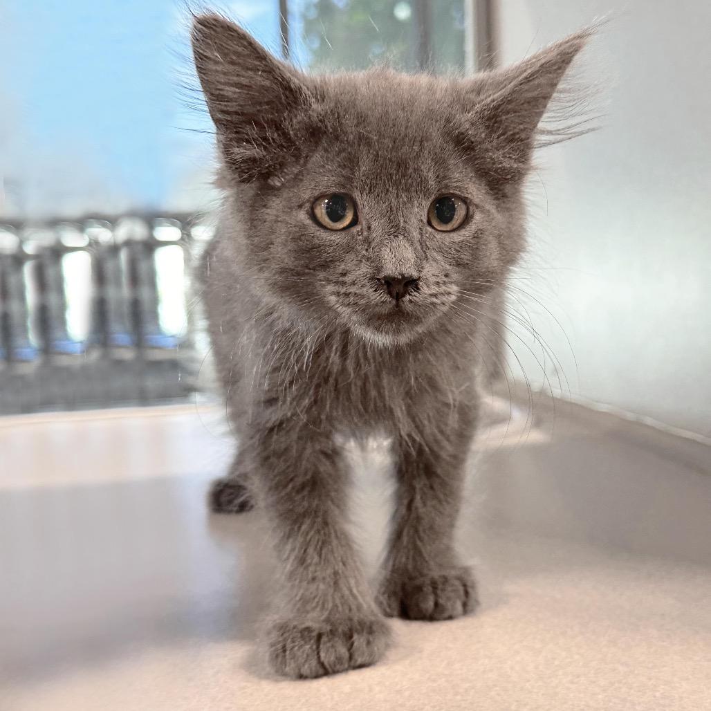 Claire, Adoptable, Kitten Female Domestic Medium Hair.