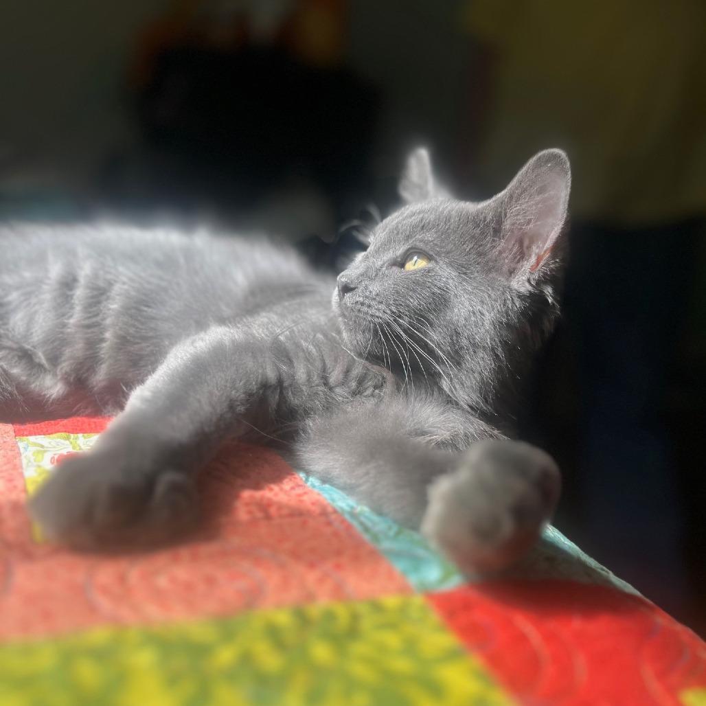 Enlarge Claire, a Adoptable Domestic Medium Hair in Hailey, ID image 2/6