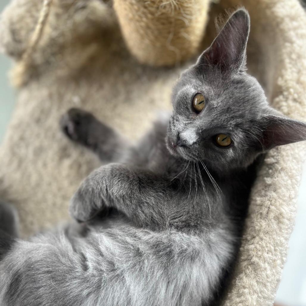 Enlarge Claire, a Adoptable Domestic Medium Hair in Hailey, ID image 3/6