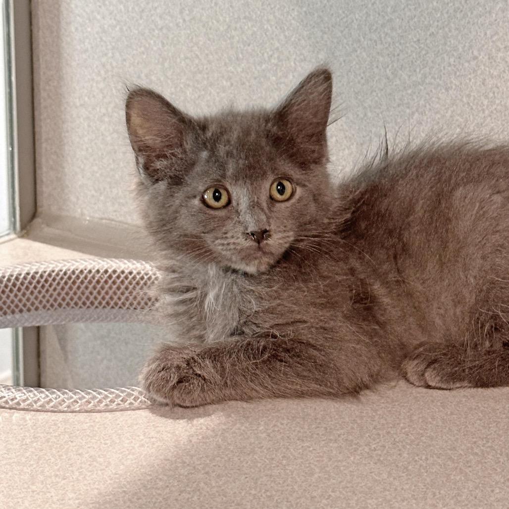 Enlarge Claire, a Adoptable Domestic Medium Hair in Hailey, ID image 2/3