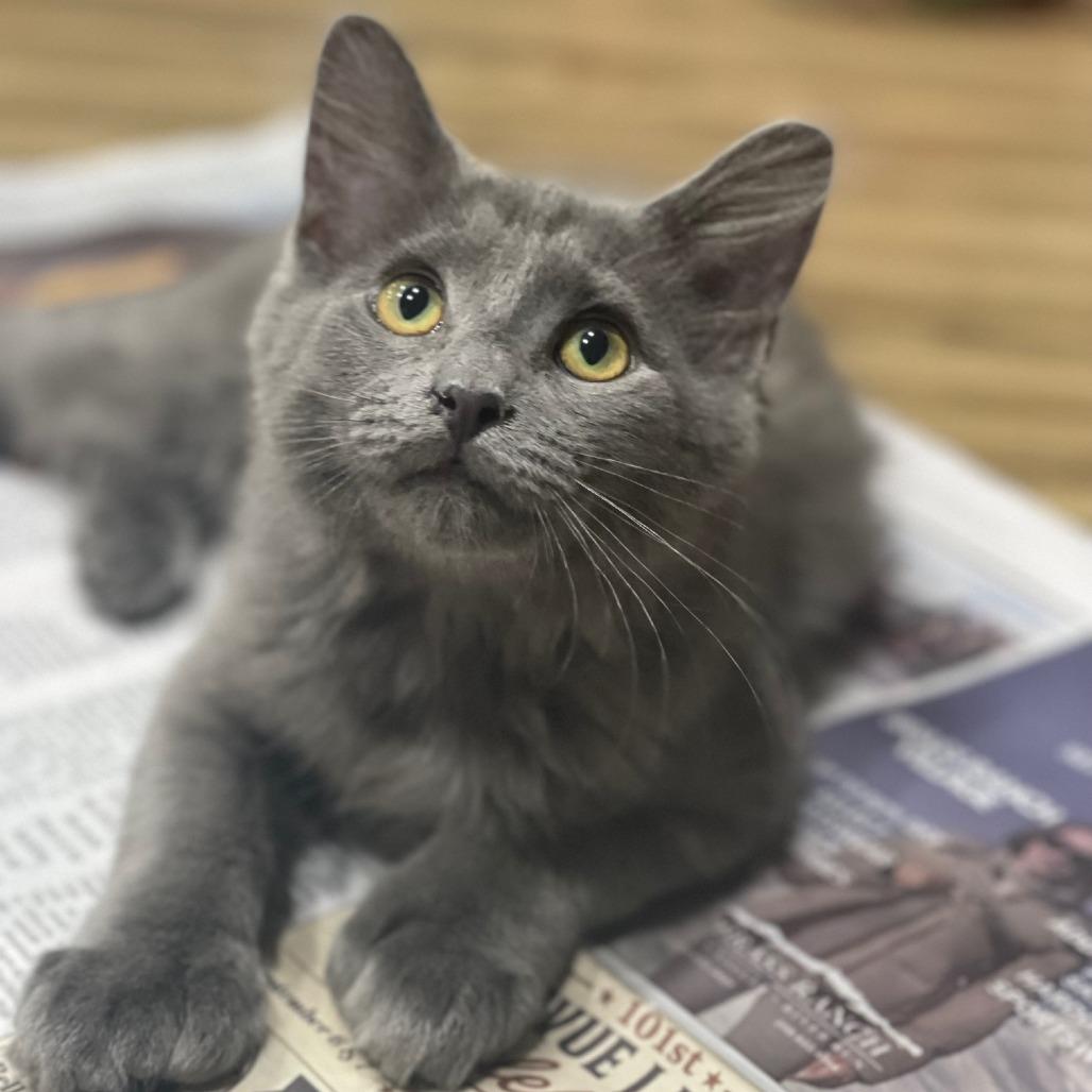 Enlarge Claire, a Adoptable Domestic Medium Hair in Hailey, ID image 5/6