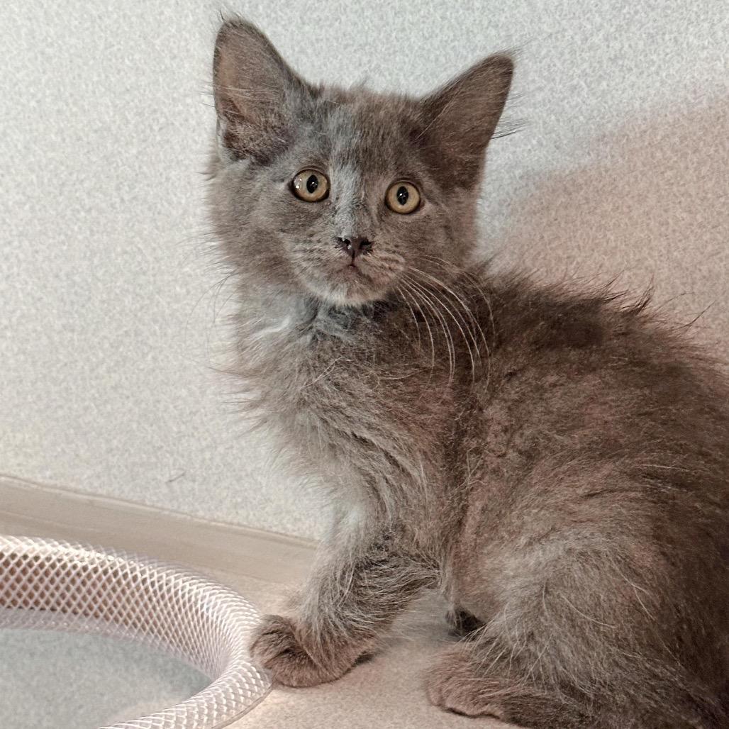 Enlarge Claire, a Adoptable Domestic Medium Hair in Hailey, ID image 3/3