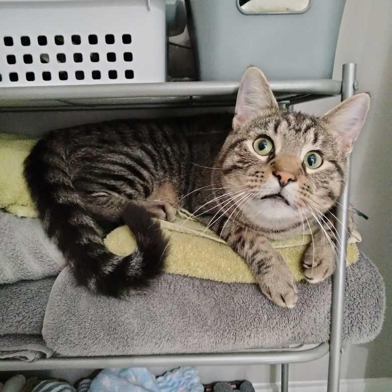 Tootles, a Adoptable Domestic Short Hair in Waseca, MN image 2/5