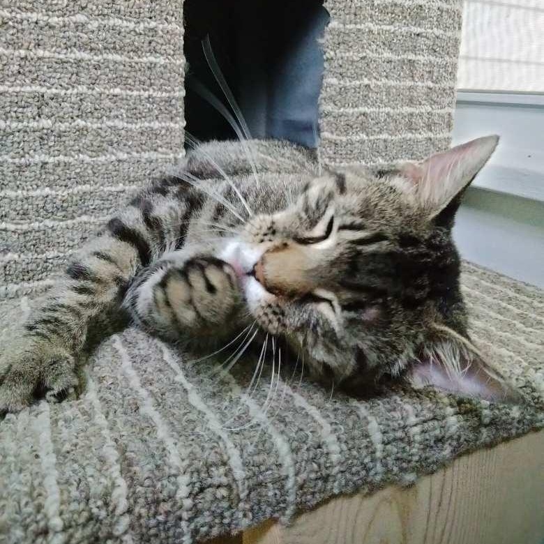 Tootles, a Adoptable Domestic Short Hair in Waseca, MN image 5/5