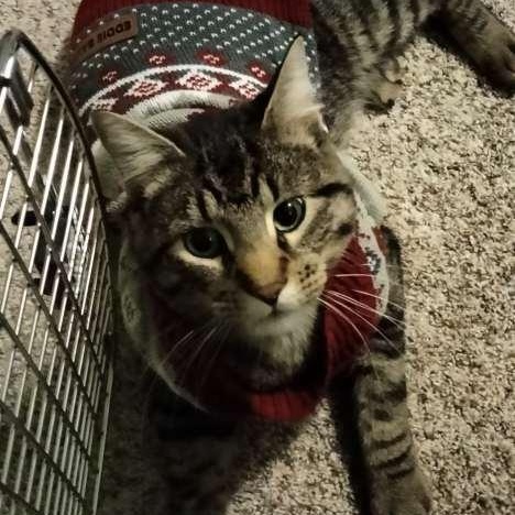 Tootles, a Adoptable Domestic Short Hair in Waseca, MN image 3/5