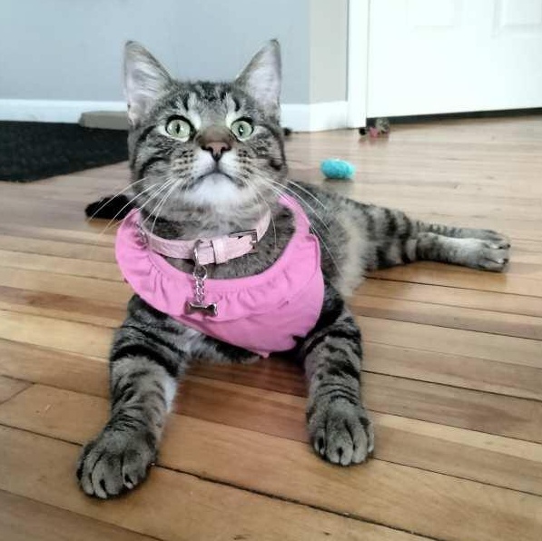 Tootles, a Adoptable Domestic Short Hair in Waseca, MN image 1/5