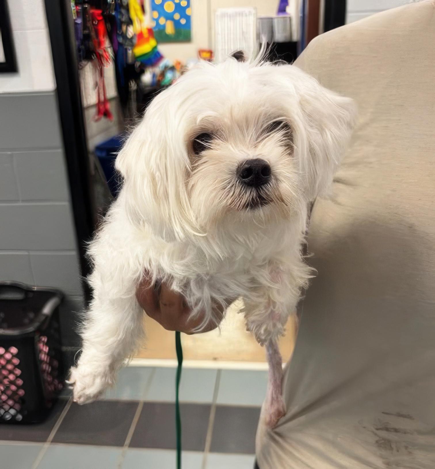 Charlie, Adopted, Adult Male Mixed Breed.
