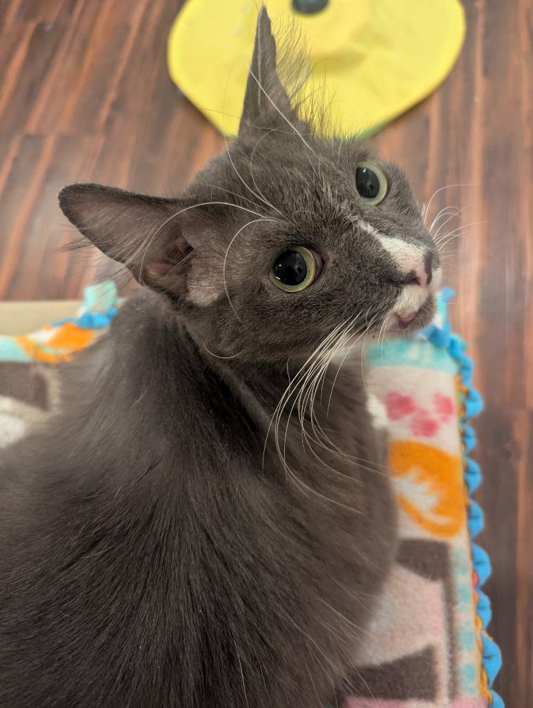 Phoenix (Gentry), Adoptable, Adult Male Domestic Short Hair.