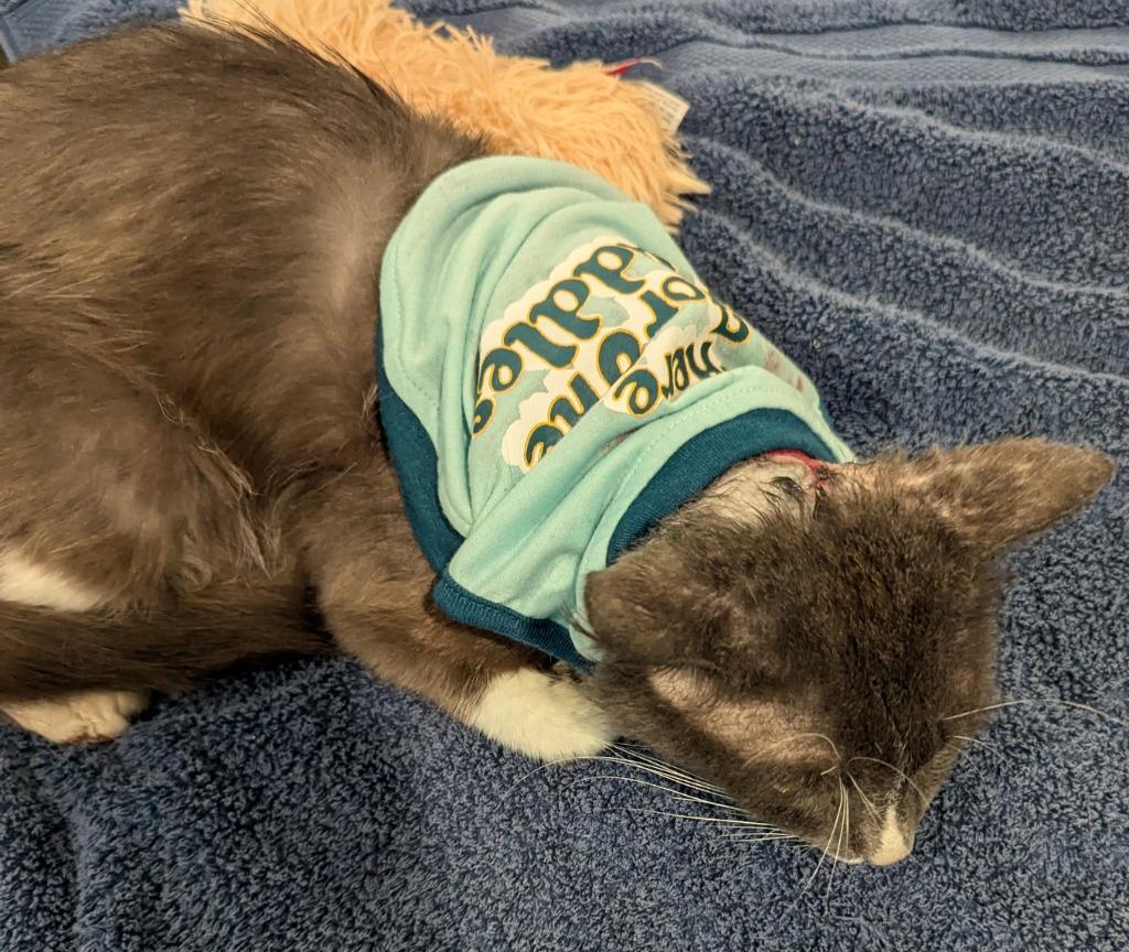 Enlarge Phoenix (Gentry), a Adoptable mixed breed in Grovetown, GA image 2/2