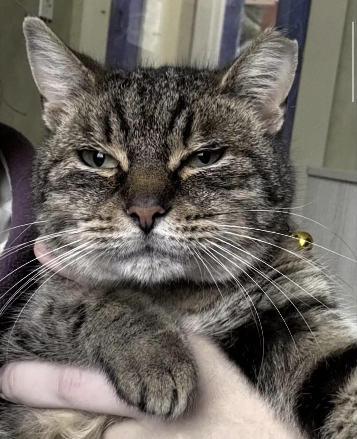 Enlarge Glootie, a ADOPTABLE Domestic Short Hair in Berkeley Springs, WV image 1/3